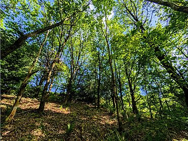 I26-16-008: 
		76855 Annweiler am Trifels